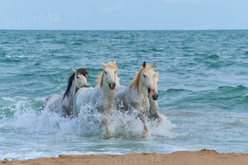 White Camargue horses galloping through the surf on the beach, dynamic and powerful scene, Camargue, France