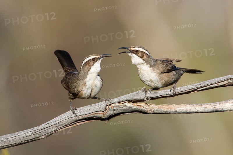 White-browed Babbler (Pomatostomus superciliosus) perched on a branch, Victoria, Australia