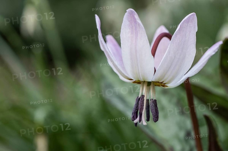 Dog's tooth (Erythronium dens-canis), Emsland, Lower Saxony, Germany
