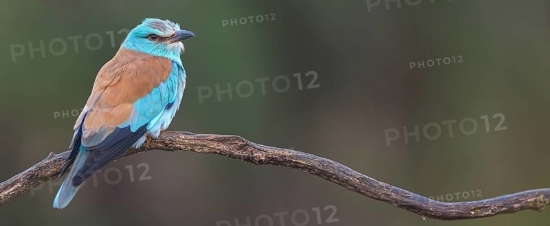 European roller (Coracias garrulus), on perch, Hides de El Taray / Roller Hide, Villafranca de los Caballeros, Castilla La Mancha / Toledo, Spain