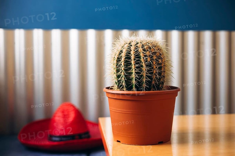 A Mexican-themed interior featuring a round cactus in a terracotta pot placed on a wooden table, complemented by a red sombrero in the background, creating cultural warmth