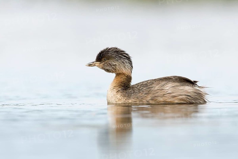 Hoary-headed Grebe (Poliocephalus poliocephalus), Victoria, Australia