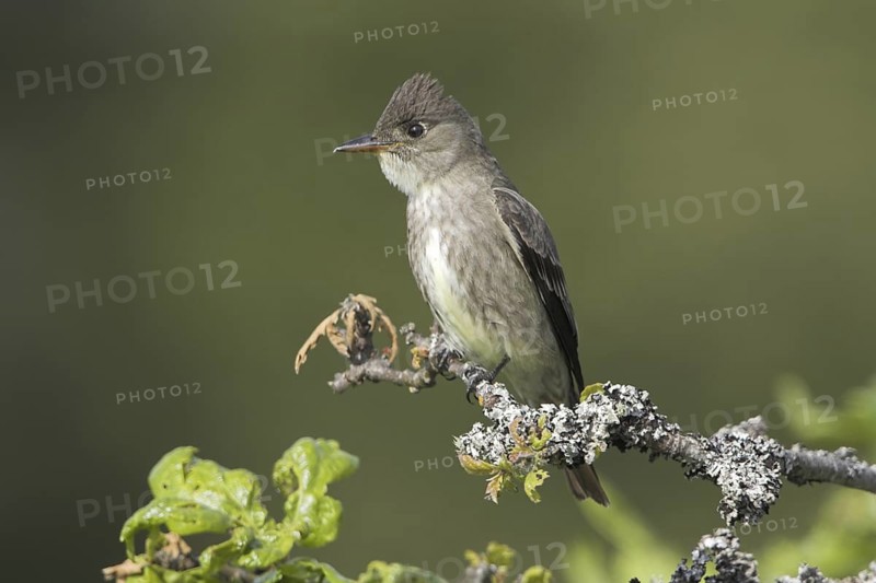 Olive-sided Flycatcher (Contopus cooperi), British Columbia, Canada