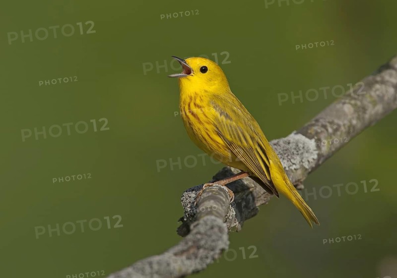American Yellow Warbler (Setophaga aestiva) male singing, Ohio, USA