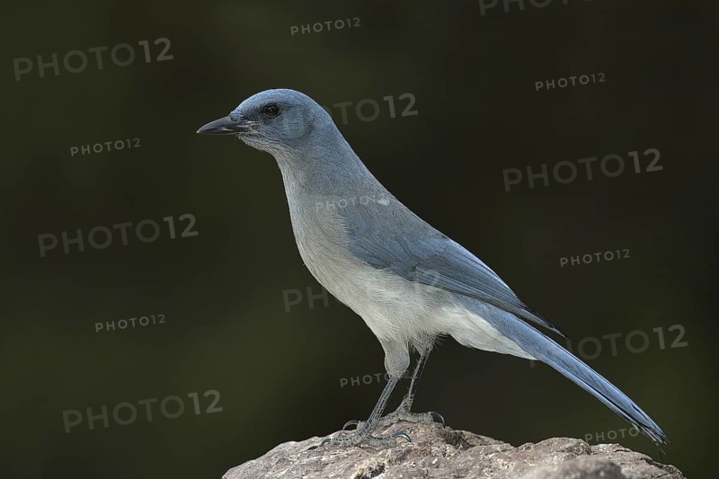 Mexican Jay (Aphelocoma wollweberi), Arizona, USA