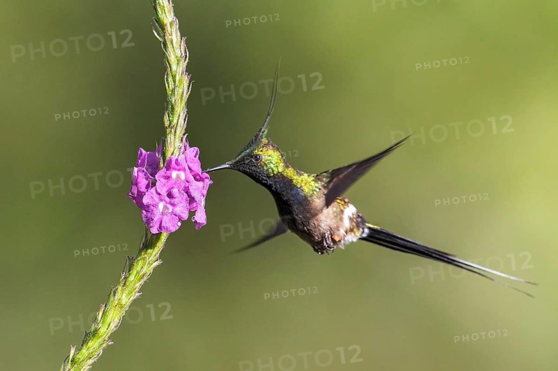 Wire-crested Thorntail (Popelairia popelairii) flying while feeding at a flower in Manu National Park, Peru