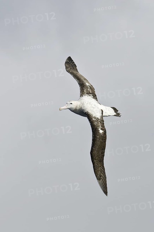 Wandering Albatross (Diomedea exulans), Antarctica