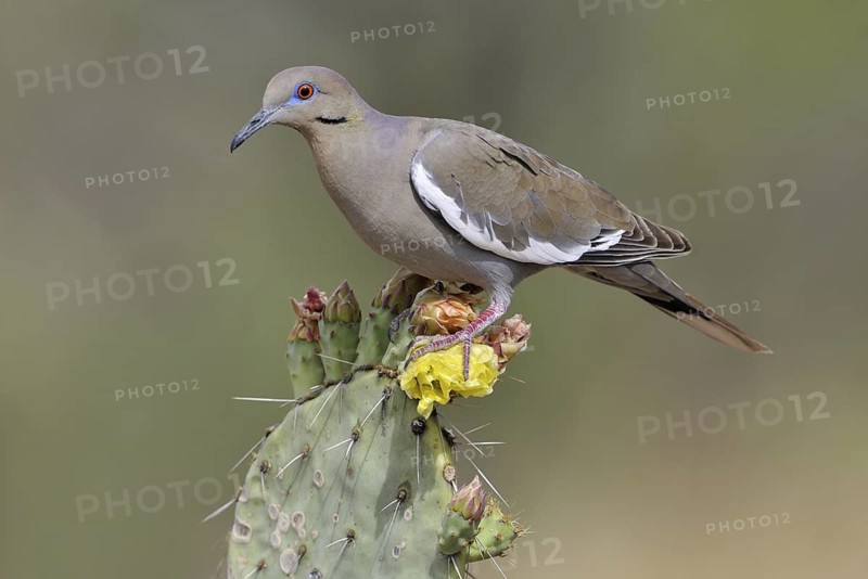 White-winged Dove (Zenaida asiatica), Arizona, USA