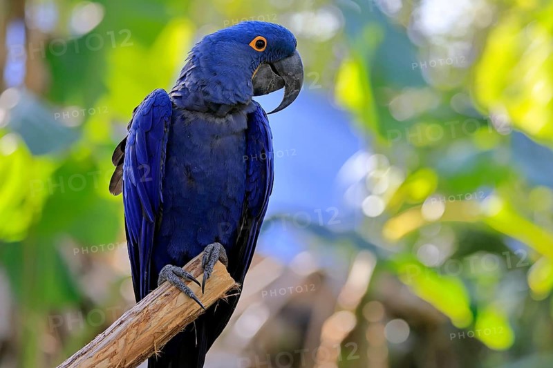 Hyacinth Macaw (Anodorhynchus hyacinthinus), adult on wait, Pantanal, Brazil, South America