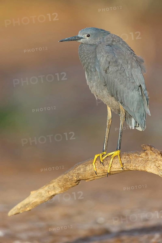 Bellied Heron, (Egretta ardesiaca), standing on a branch looking for prey, Gambia, Africa, Marakissa River Camp Canoe tri, Marakissa, South Bank, Gambia