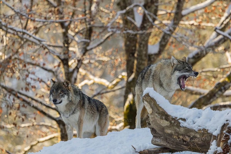 Two grey wolves (Canis lupus lupus) stand on a snow-covered hill behind a fallen tree on a cold, sunny day. A forest can be seen in the background