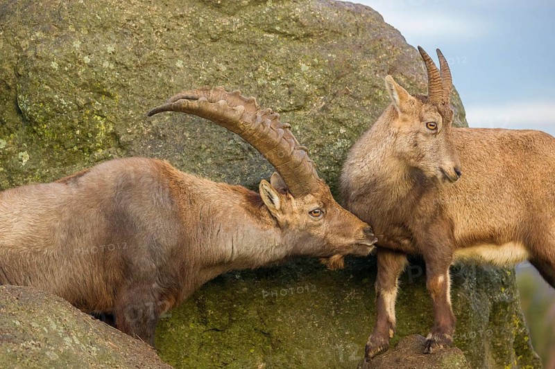 Two ibex (Capra ibex), a male and a female, stand on a rock. The male shows some flehming and sniffs on the female