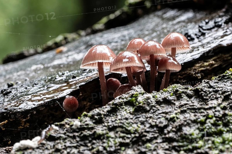 Large blood helminth (Mycena haematopus), Emsland, Lower Saxony, Germany