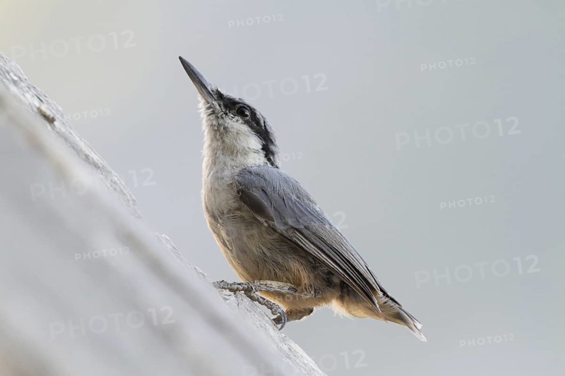Western Rock Nuthatch (Sitta neumayer) perched on a rock, Dalmatia, Croatia