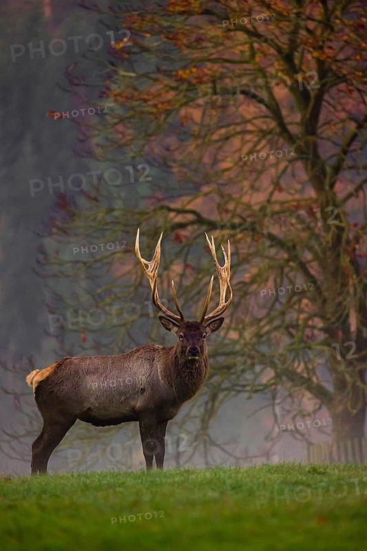 An Altai maral stag, Altai wapiti or Altai elk (Cervus canadensis sibiricus) stands on a meadow in the very first light of the day