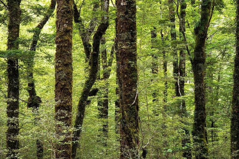 Wooded landscape, Fiordland National Park, Southland Region, South Island, New Zealand