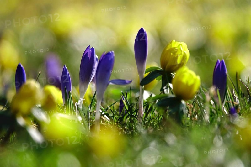 Crocus blossom and winter aconites, Winter, Germany