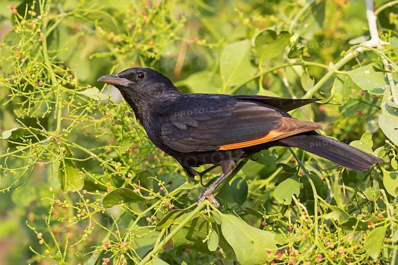 Tristramstar, Tristram's Grackle, Tristram's Starling, Onychognathus tristramii, Rufipenne de Tristram, Estornino de Tristram