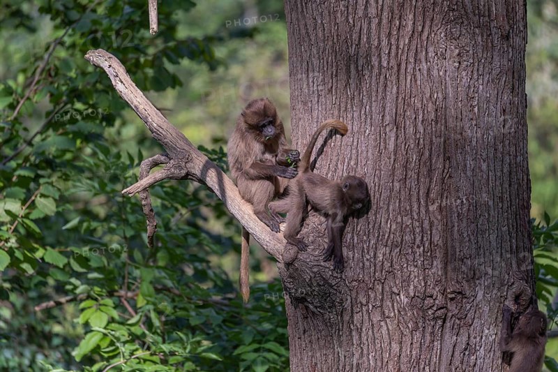 Two young Gelada (Theropithecus gelada), or bleeding-heart monkey playing on a branch high up in a tree. A green forest in the distant background