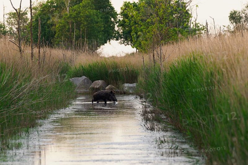 Wild boar (Sus scrofa) in a ditch, Sundische Wiese, Mecklenburg-Western Pomerania, Germany