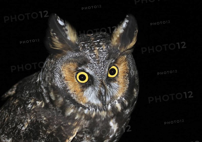 Long-eared Owl (Asio otus), Saskatchewan, Canada