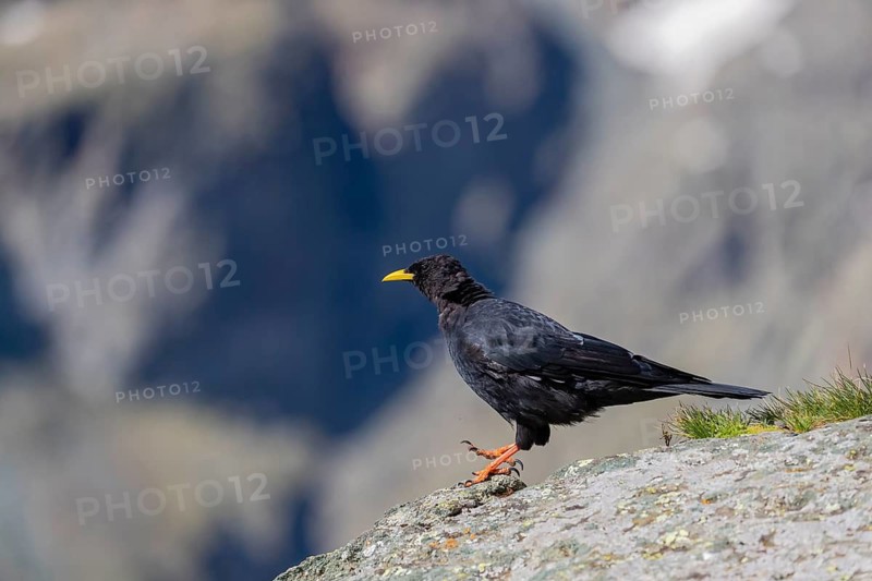 One young Alpine chough or yellow-billed chough (Pyrrhocorax graculus) stands on a rock in the Grossglockner Mountains region