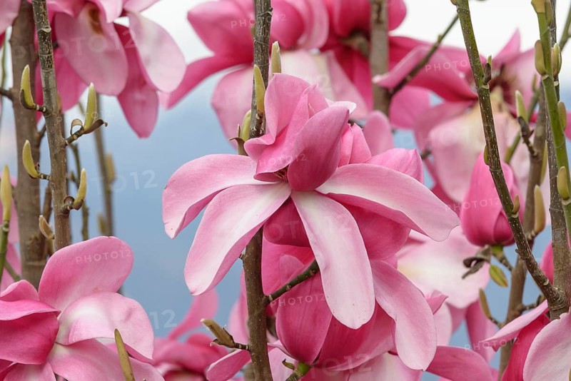 Magnolia (Magnolia 'Aurora'), Otto Eisenhut Nursery, San Nazarro, Ticino, Switzerland