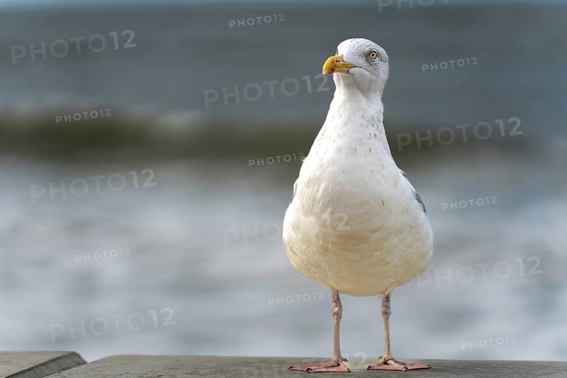 European herring gull (Larus argentatus) standing on the wall