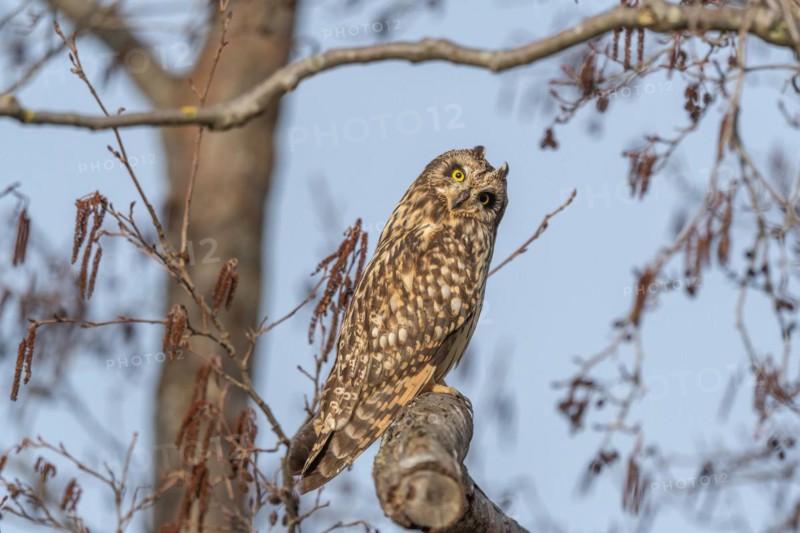 Short-eared owl (Asio flameus) sitting on a branch. Bas Rhin, Alsace, France
