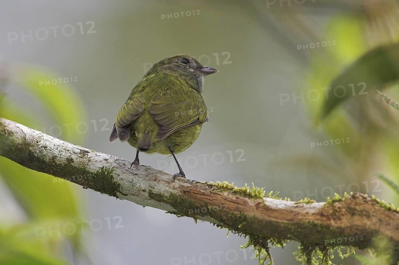 White-ruffed Manakin (Corapipo altera) female, Costa Rica