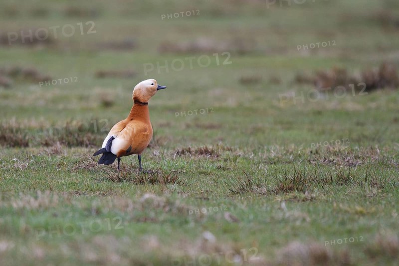 Ruddy Shelduck (Tadorna ferruginea), North Rhine-Westphalia, Germany