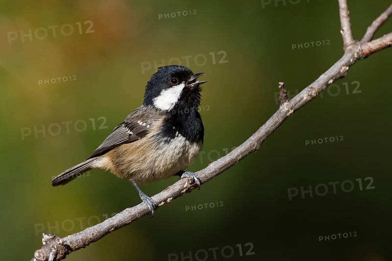 Cyprus Coal Tit (Periparus ater cypriotes) singing, Cyprus