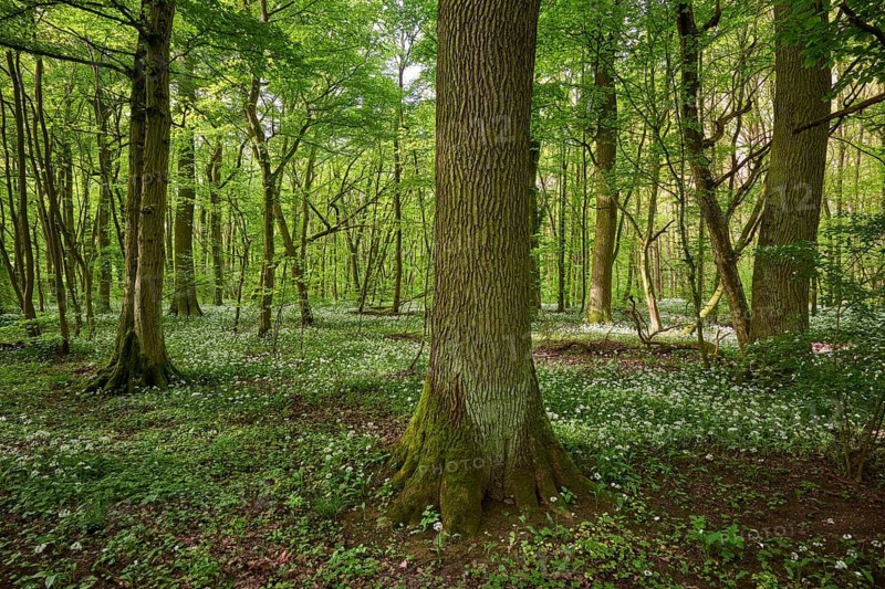 Light-flooded forest with green leaves and blooming wild garlic on the forest floor in spring, Kinzigaue, Erlensee, Hanau, Hesse, Germany