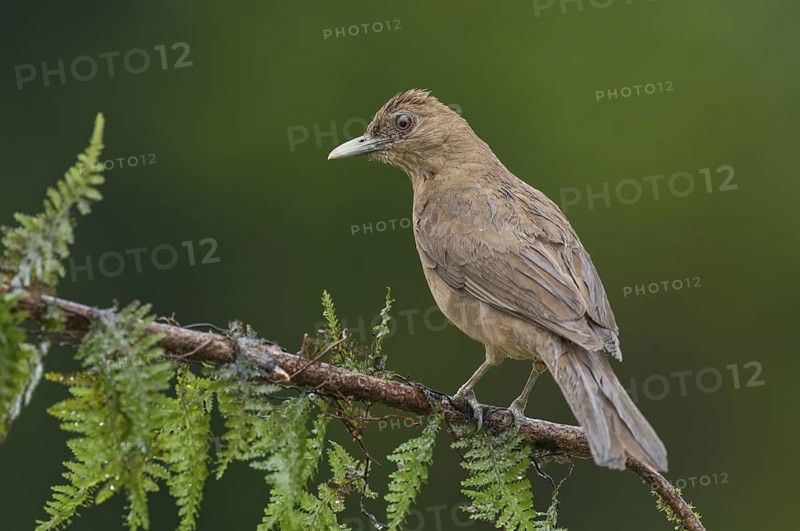Clay-colored Thrush (Turdus grayi), Costa Rica