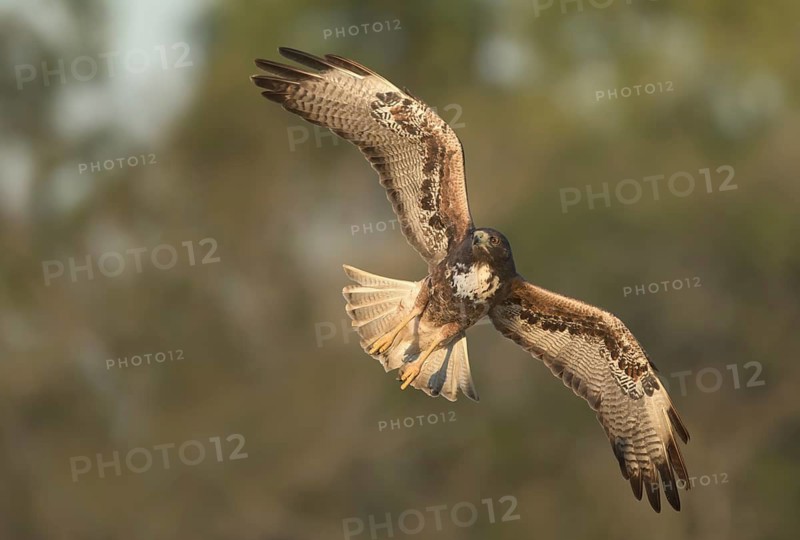 White-tailed Hawk (Geranoaetus albicaudatus) flying, Texas, USA