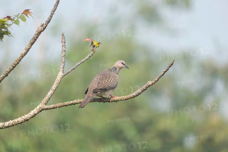 Spotted dove or eastern spotted dove (Spilopelia chinensis) on a tree branch, Sreepur, Gazipur, Bangladesh