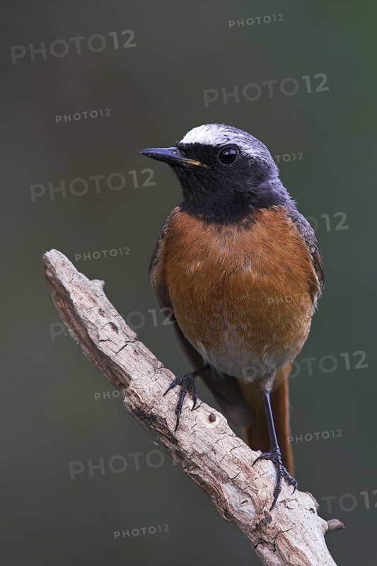 Common Redstart (Phoenicurus phoenicurus) male, Baden-Wuerttemberg, Germany