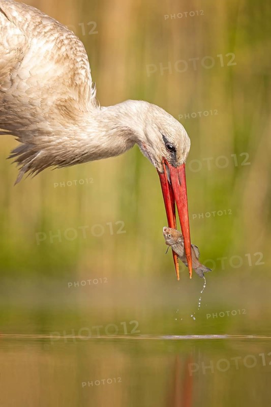 White Stork (Ciconia ciconia) with a small fish prey in its beak, Kiskunsag National Park, Hungary