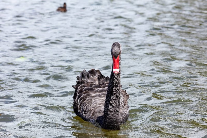 Black Swan (Cygnus atratus), Rotorua, Lake, New Zealand