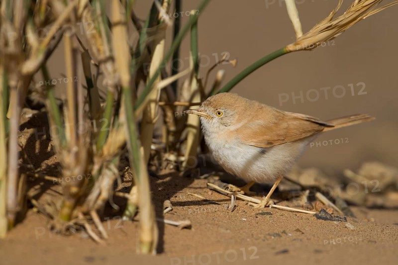 African Desert Warbler - Saharagrasmücke - Sylvia deserti, Morocco