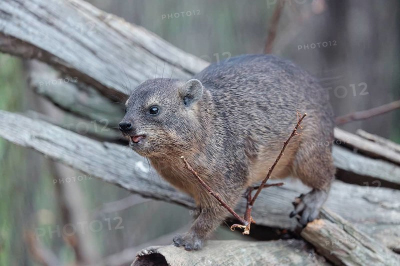 A rock hyrax (Procavia capensis) is sitting on rotting wood and eating a twig. Southern and Central Africa