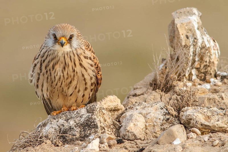 Lesser Kestrel (Falco naumanni), female resting, Castile-La Mancha, Spain