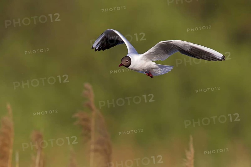 Black-headed Gull (Chroicocephalus ridibundus) flying, Baden-Wuerttemberg, Germany