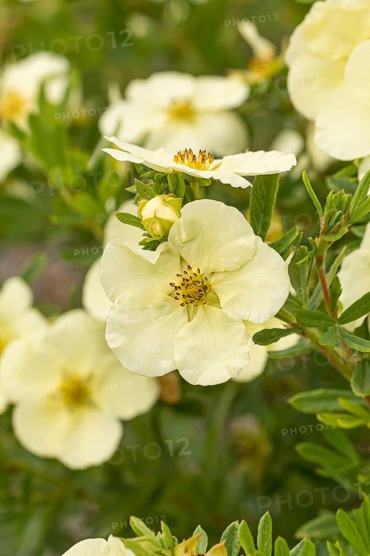 Finger bush (Potentilla fruticosa CREAM'ISSIMA), Saxon State Office for the Environment, Germany