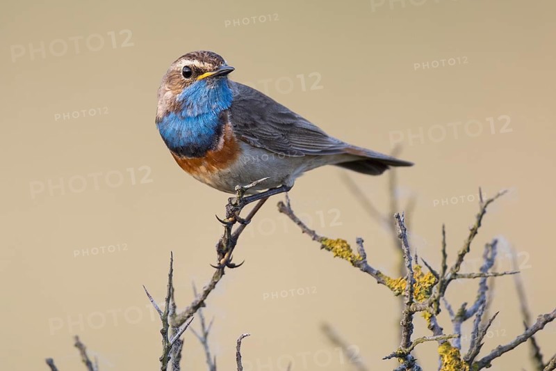Bluethroat (Luscinia svecica cyanecula) male, Texel, Netherlands