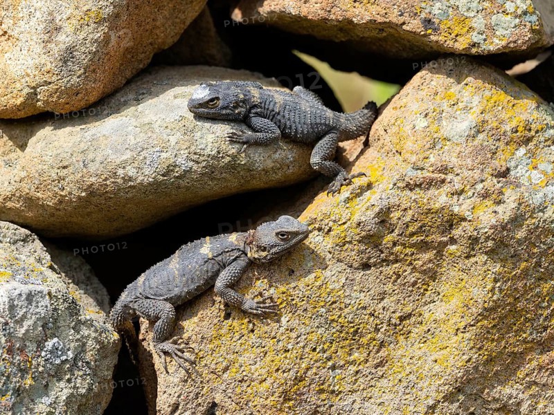 Hardun, stellion (Laudakia stellio), lizard, family of agamas, two animals, Lesbos, island of Lesbos, Greece