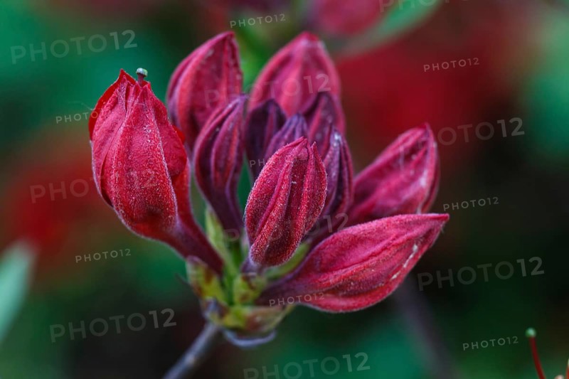 Rhododendron (azalea) buds of purple color in the spring garden. Closeup. Blurred background