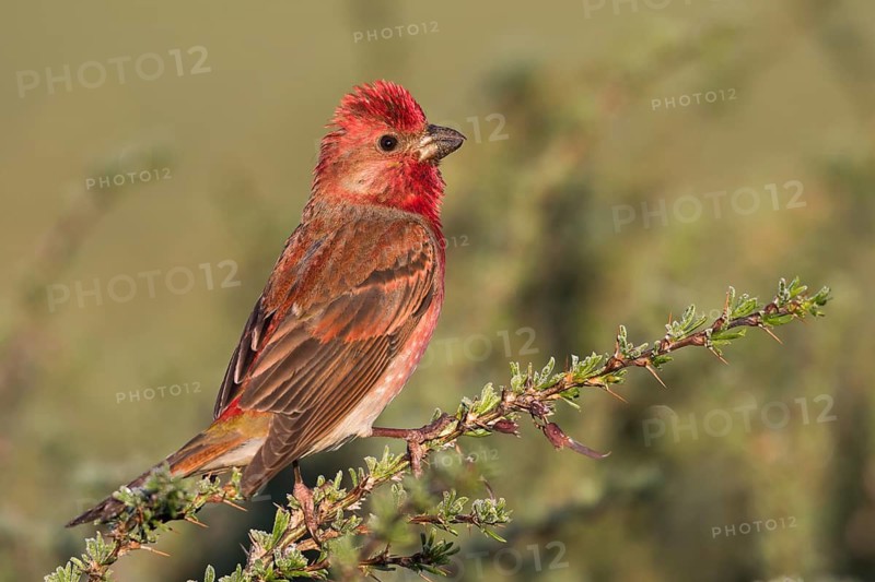 Common Rosefinch - Karmingimpel - Carpodacus erythrinus ssp. ferghanensis, Kyrgyzstan, adult male
