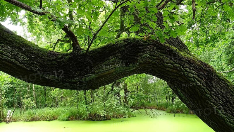 A massive tree stretches across a still, green body of water in the forest, Spreewald Biosphere Reserve