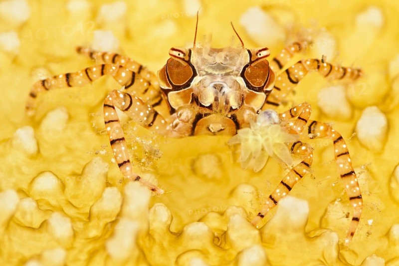 Boxerkrabbe, Lybia tessellata Boxercrab, Lybia tessellata